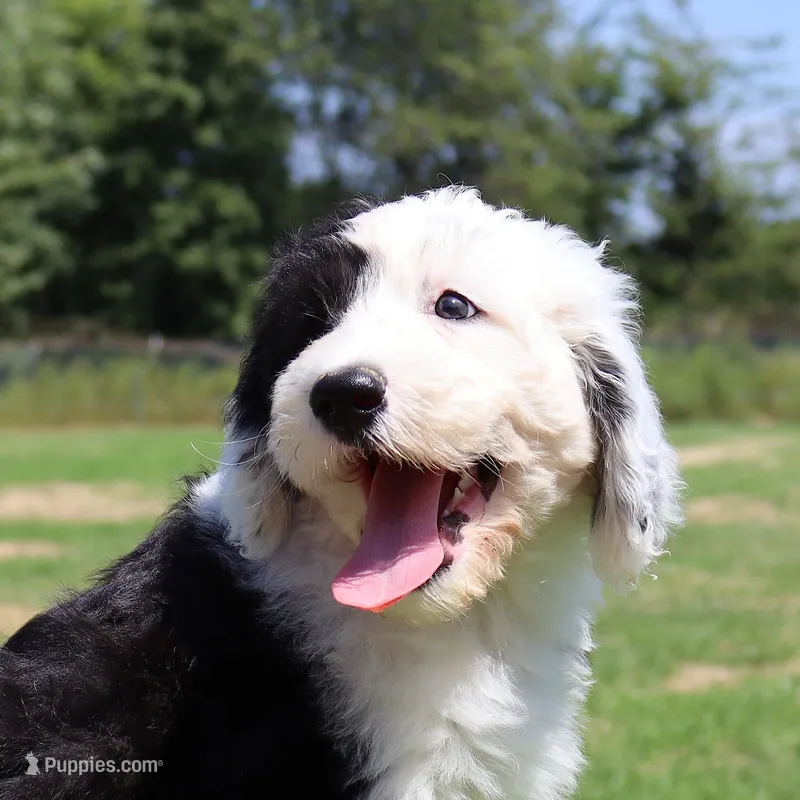 Betsy R. – Sheepadoodle puppy for sale in Brownstown, IL