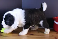 America, a female Sheepadoodle for sale in Brownstown, IL – 10 of 10