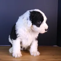 Betsy R., a female Sheepadoodle for sale in Brownstown, IL – 10 of 10