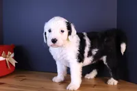LIberty, a female Sheepadoodle for sale in Brownstown, IL – 8 of 9