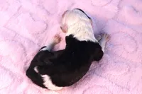 Betsy R., a female Sheepadoodle for sale in Vandalia, IL – 3 of 4