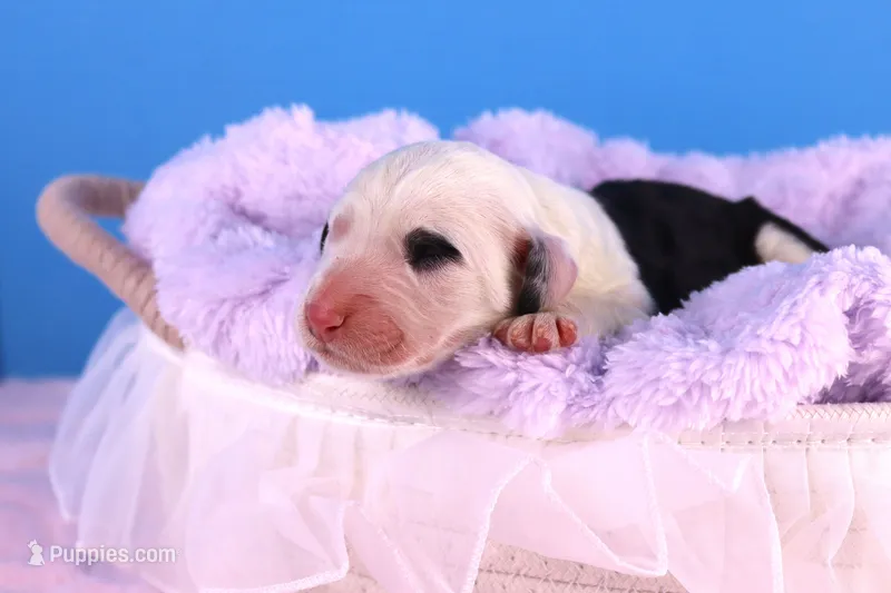 Anthem – Sheepadoodle puppy for sale in Vandalia, IL