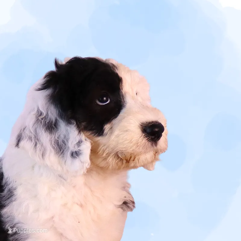 Betsy R. – Sheepadoodle puppy for sale in Brownstown, IL