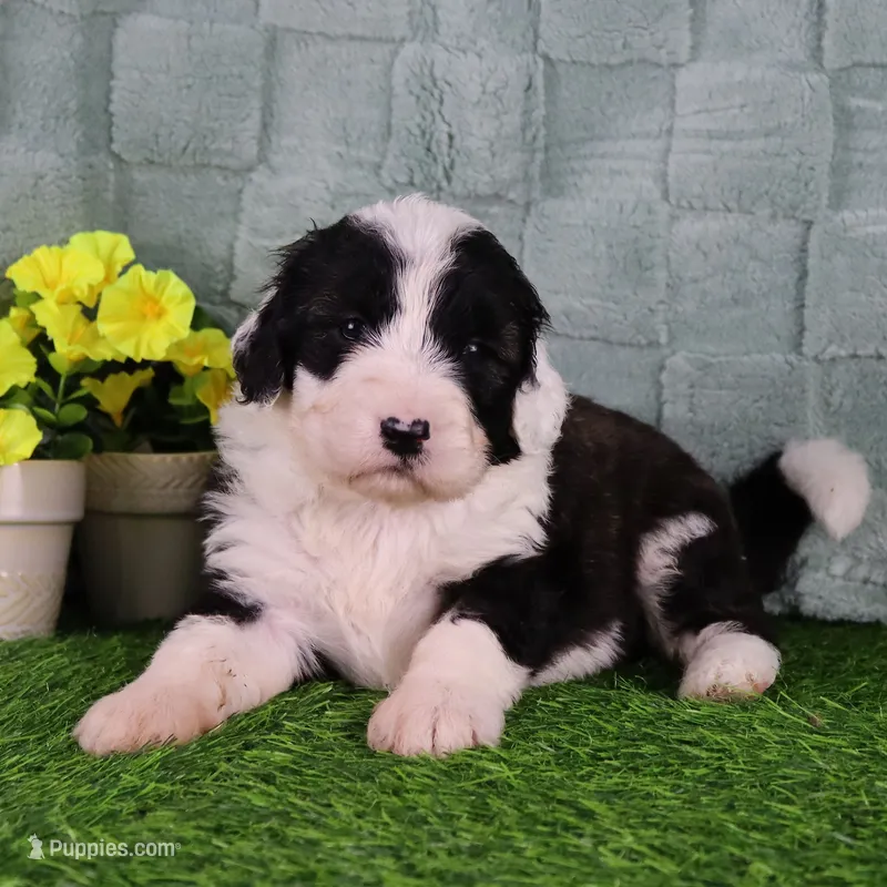 America – Sheepadoodle puppy for sale in Vandalia, IL