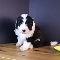 America, a female Sheepadoodle for sale in Brownstown, IL – 7 of 10