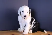 LIberty, a female Sheepadoodle for sale in Brownstown, IL – 9 of 9