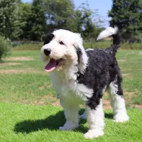 Betsy R., a female Sheepadoodle for sale in Brownstown, IL – 8 of 10