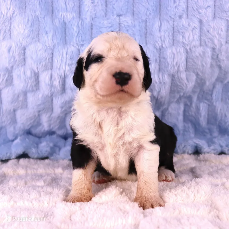 Freedom – Sheepadoodle puppy for sale in Vandalia, IL