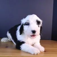 Anthem, a female Sheepadoodle for sale in Brownstown, IL – 7 of 9
