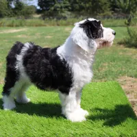 Betsy R., a female Sheepadoodle for sale in Brownstown, IL – 4 of 10