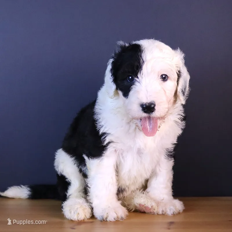 Betsy R. – Sheepadoodle puppy for sale in Vandalia, IL