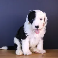 Betsy R., a female Sheepadoodle for sale in Brownstown, IL – 1 of 10