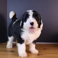 America, a female Sheepadoodle for sale in Brownstown, IL – 3 of 10