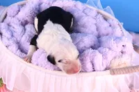 Anthem, a female Sheepadoodle for sale in Vandalia, IL – 4 of 5