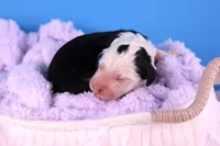 Freedom, a female Sheepadoodle for sale in Vandalia, IL – 2 of 5