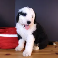 Freedom, a female Sheepadoodle for sale in Brownstown, IL – 1 of 9