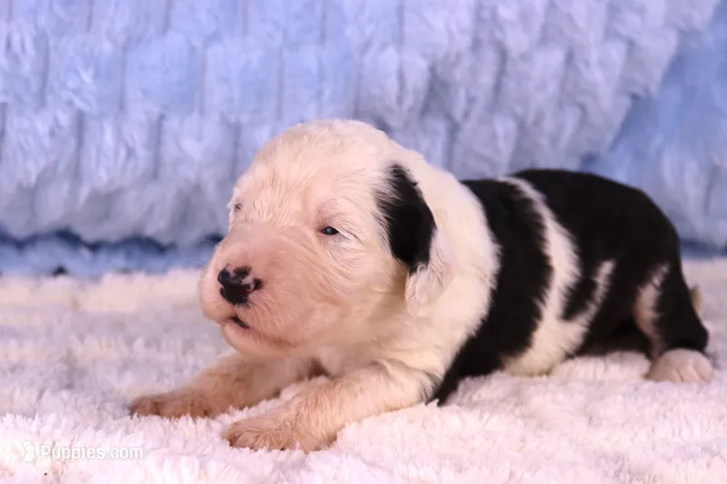 LIberty – Sheepadoodle puppy for sale in Vandalia, IL
