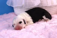 Anthem, a female Sheepadoodle for sale in Vandalia, IL – 2 of 5