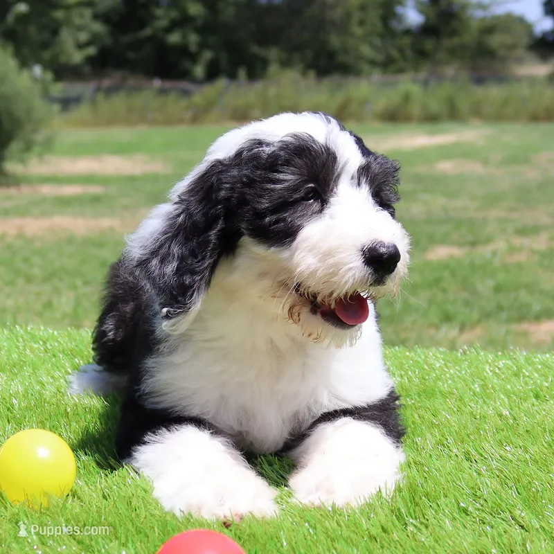 America – Sheepadoodle puppy for sale in Brownstown, IL