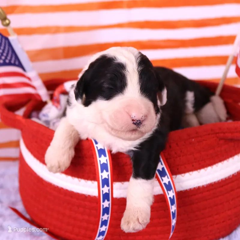 America – Sheepadoodle puppy for sale in Vandalia, IL