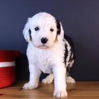 LIberty, a female Sheepadoodle for sale in Brownstown, IL – 4 of 9