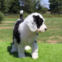 Betsy R., a female Sheepadoodle for sale in Brownstown, IL – 6 of 10