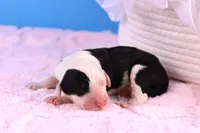 Betsy R., a female Sheepadoodle for sale in Vandalia, IL – 4 of 4