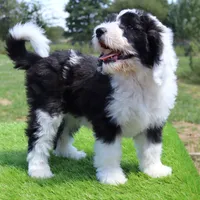 America, a female Sheepadoodle for sale in Brownstown, IL – 4 of 9