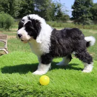 America, a female Sheepadoodle for sale in Brownstown, IL – 2 of 9