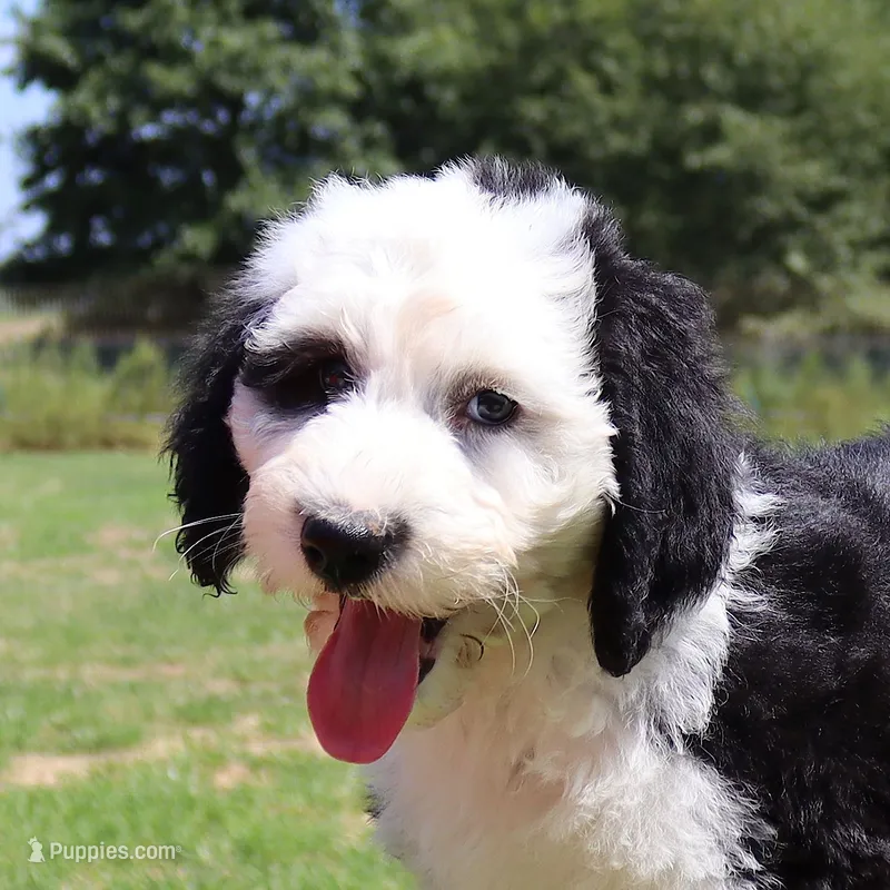 Freedom – Sheepadoodle puppy for sale in Brownstown, IL