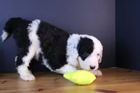 Betsy R., a female Sheepadoodle for sale in Brownstown, IL – 6 of 10