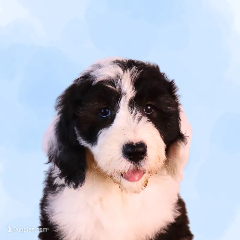America – Sheepadoodle puppy for sale in Brownstown, IL
