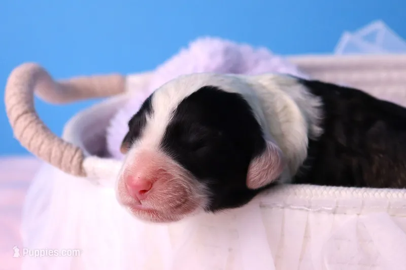 America – Sheepadoodle puppy for sale in Vandalia, IL