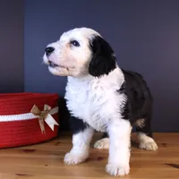 Freedom, a female Sheepadoodle for sale in Brownstown, IL – 9 of 9