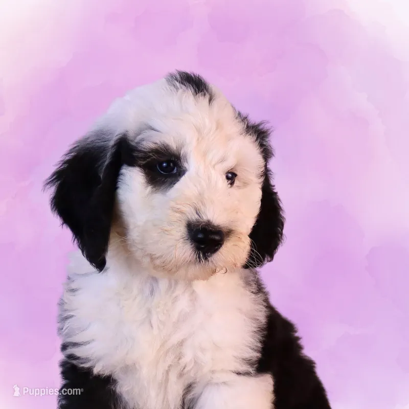 Freedom – Sheepadoodle puppy for sale in Brownstown, IL