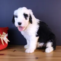 Anthem, a female Sheepadoodle for sale in Brownstown, IL – 6 of 9