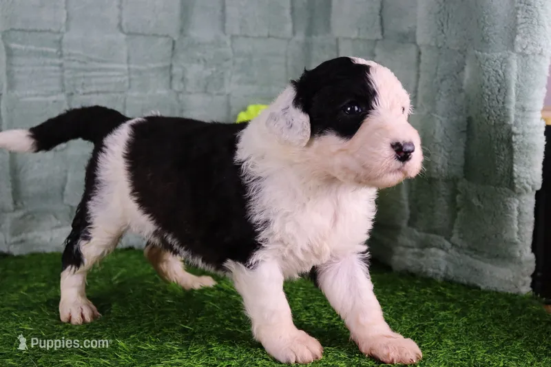 Betsy R. – Sheepadoodle puppy for sale in Vandalia, IL