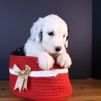 LIberty, a female Sheepadoodle for sale in Brownstown, IL – 2 of 9
