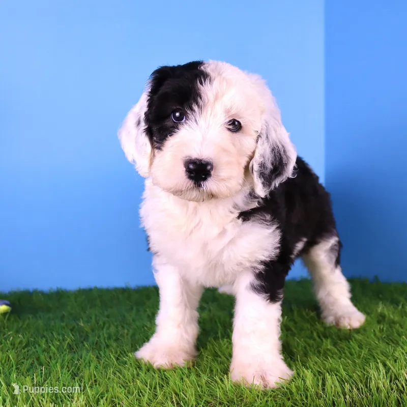 Betsy R. – Sheepadoodle puppy for sale in Brownstown, IL