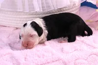 Freedom, a female Sheepadoodle for sale in Vandalia, IL – 5 of 5