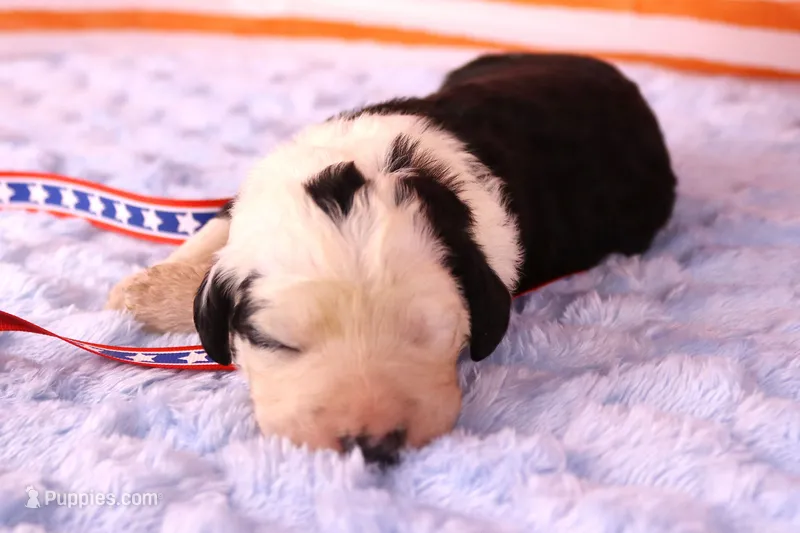 Freedom – Sheepadoodle puppy for sale in Vandalia, IL