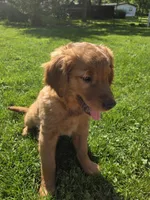 Pup, a male Golden Retriever for sale in Cridersville, OH – 2 of 4