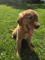 Pup, a male Golden Retriever for sale in Cridersville, OH – 3 of 4