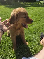Pup, a male Golden Retriever for sale in Cridersville, OH – 1 of 4