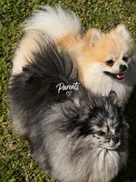 Midnight , a male Pomeranian for sale in Napa, CA – 4 of 4