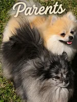 Midnight , a male Pomeranian for sale in Sacramento, CA – 5 of 5