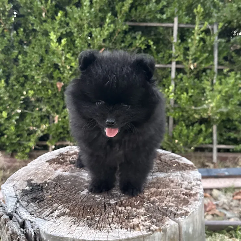Bandit  – Pomeranian puppy for sale in Napa, CA