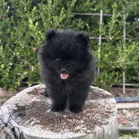 Bandit , a male Pomeranian for sale in Napa, CA – 1 of 4