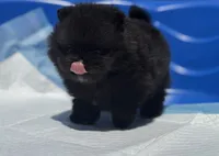 Midnight , a male Pomeranian for sale in Sacramento, CA – 2 of 5