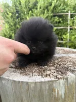 Midnight , a male Pomeranian for sale in Napa, CA – 3 of 5